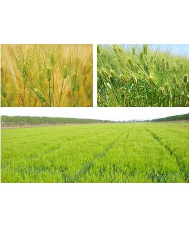 cn herb Canned Barley Tea Barley Herb Tea Malt Tea Barley Tea 200g - Buy Online on GoSupps.com