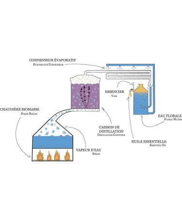  Distillerie Duffez Organic Lavender Floral Water 2 Liters - 100% Pure and Natural Hydrosol - Direct from the producer in Dr me Proven ale - Buy Online on GoSupps.com
