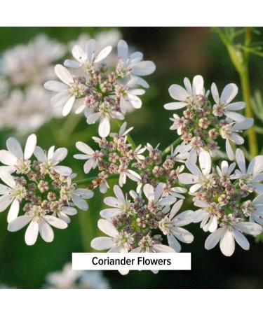 Banyan Botanicals Organic Coriander Powder 8oz - Promotes Healthy Digestion - Cooling Spice - 1/2 lb Pack - Buy Online on GoSupps.com