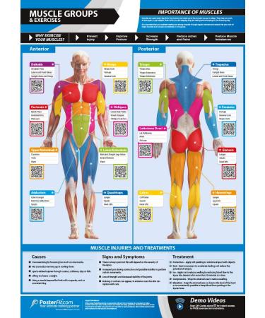 Muscle Groups & Exercises | Anterior & Posterior Muscles & Exercises | Laminated Home & Gym Poster | FREE Online Video Training Support | Size - 841mm x 594mm (A1) | Improves Personal Fitness