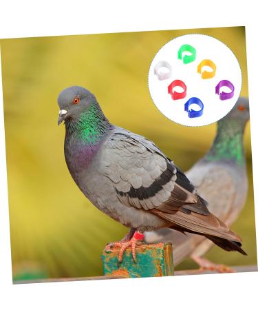 400 Pcs Pigeon Foot Ring Pigeon Supplies Number Baby 1X0.5cmx2pcs Colorfulx2pcs - Buy Online on GoSupps.com