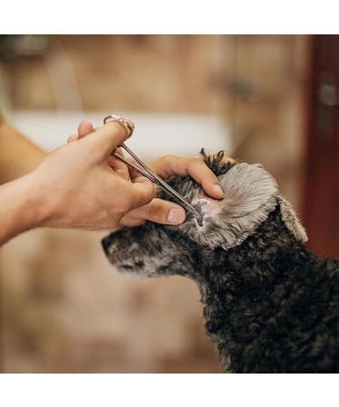 Labuyi 14cm Stainless Steel Hook Removal Tongs | Fishing Tweezers & Pliers for Cats and Dogs | Curved Arterial Clamp & Hook Solder Tools - Buy Online on GoSupps.com