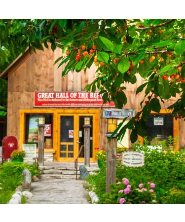 Cherry Republic Mild Cherry Salsa - Chunky Sweet & Low Heat (2 x 16 Oz Jars) - Buy Online on GoSupps.com