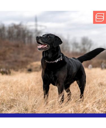 Shop Sprenger Stainless Steel Dog Collar with Adjustable Hook - 60cm 3mm - Durable & Stylish Necklace - Buy Online on GoSupps.com