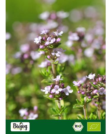 Biojoy Organic Breckland thyme (100g) dried and cut for tea (Thymus serpyllum) - Buy Online on GoSupps.com