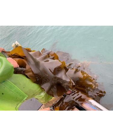 High Quality Small Dried Kelp Slices - Cook for Everyone - Easy and Quick - Essential for Soups/Salads/Fondue (200G) - Buy Online on GoSupps.com