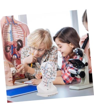 Buy Minkissy Acupuncture Point Model - Human Head Model for Head Massage & Acupuncture - 22x12x8cm - White PVC - International Shipping Available - Buy Online on GoSupps.com