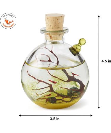 Shrimp Bubble Self-Sustaining Ecosystem in Amber - Eco-Friendly Home Decor - Buy Online on GoSupps.com