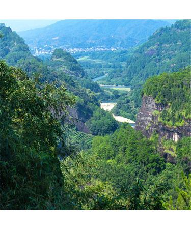 Buy Health Care Taiwan Ginseng Oolong Tea 250g | Premium Chinese Ginseng & Wu Long Green Tea - Global Shipping Available - Buy Online on GoSupps.com