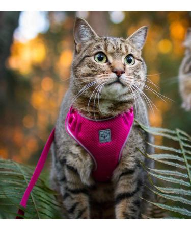 RC Pet Products Adventure Kitty Harness - Small Teal - Buy Online on GoSupps.com
