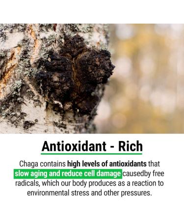 Sayan Siberian Pure Raw Chaga Mushroom Chunks 1 Lb - Premium Wild-Harvested Antioxidant Tea for Immune System and Digestive Health - Buy Online on GoSupps.com