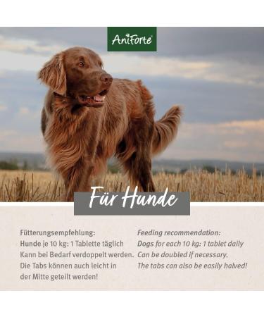 AniForte Joint Tablets for Dogs - 300 Natural Grain-Free Chews with Green-Lipped Mussel Devil's Claw & Collagen for Joint & Tendon Support - AgilityVet 1 Pack - Buy Online on GoSupps.com