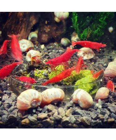 GARNELEN4YOU Barley Grass Sticks Premium Shrimp Food Sustainable Packaging Made in Germany Food Pellets for Shrimp Crayfish Snails and More. - Buy Online on GoSupps.com