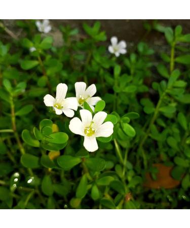 Earthborn Elements Bacopa Monnieri 200 Capsules Pure & Undiluted No Additives 200 Count (Pack of 1) - Buy Online on GoSupps.com