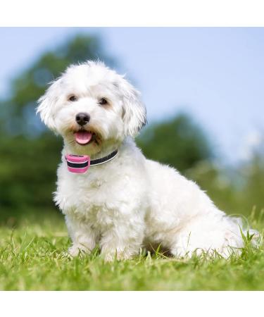 Rechargeable Small Dog Bark Collar | Humane & Safe Anti Bark Training | 7 Sensitivity Levels | Beep Vibration Mode | Pink - Buy Online on GoSupps.com