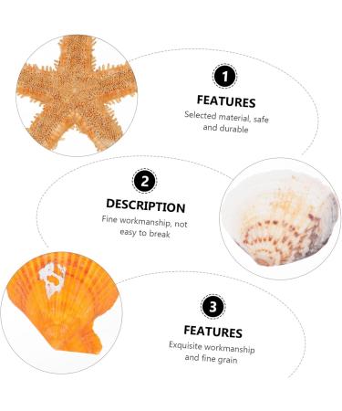 Artibetter Ocean Sea Shell Wedding Ornament 4 Mini Craft Shells Jewelry Aquarium Accessories Homemade Ornaments Conch Jewelry Natural Fish Tank Wedding D cor - Buy Online on GoSupps.com