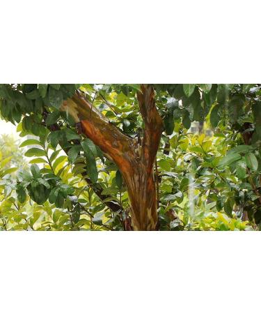 NN Guava Leaves Psidium Guajava (50 g) - Buy Online on GoSupps.com