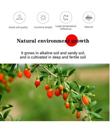  HQZMCTE Premium Chinese Goji Berry Herbal Tea for a Healthy Lifestyle 120g / 4.23oz Sweet Taste Additive-Free - Buy Online on GoSupps.com