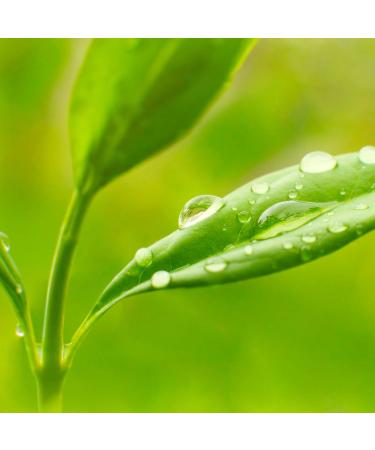 Petal Fresh Tea Tree & Volcanic Ash Facial Mask - Blemish Control Vegan & Cruelty-Free Skincare - 7 oz - Buy Online on GoSupps.com