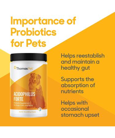 Thomas Labs Acidophilus Forte Digestive Powder 16oz | Probiotic Supplement - Buy Online on GoSupps.com