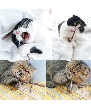 onebarleycorn Cat Catnip Toys for Cats Cat nip Toy Sticks Natural Matatabi Kitten Chews Toy Dental Treats Teething Stick for Cats Pack of 20 pcs 20 count (Pack of 1) - Buy Online on GoSupps.com