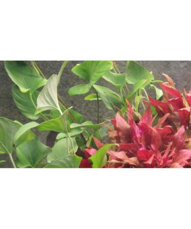 Tropica Anubias gracilis - Buy Online on GoSupps.com