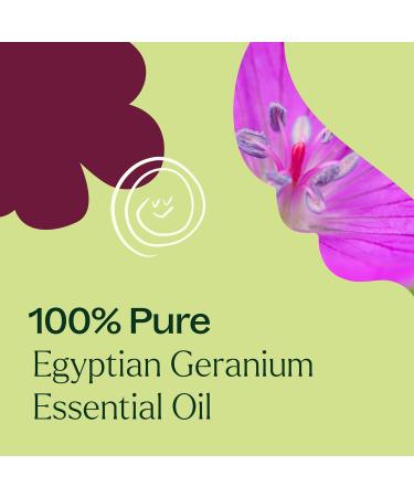 Plant Therapy Egyptian Geranium Essential Oil 30 mL (1 oz) 100% Pure Undiluted Natural Aromatherapy Stress Relief Emotional Balance - Buy Online on GoSupps.com