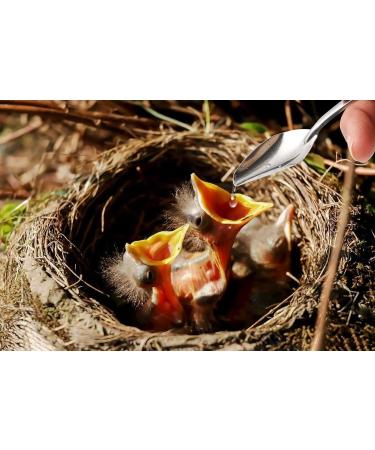 Adhere To Fly Baby Bird Parrot Small Pet Manual Feeding Syringe Set with 6 Pcs Curved Gavage Tubes and Stainless Steel Metal Feeding Spoon (50ML) 50 ml - Buy Online on GoSupps.com