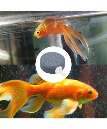 XIWUPO Bubblers & Sparkling Stones for Aquariums Ponds & Fish Tanks - Air Stones (2-Pack 4 cm) | Enhance Water Quality - Buy Online on GoSupps.com