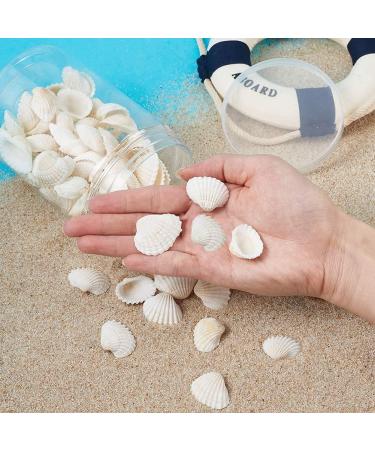 Small White Clam Seashells - Pack of 1 | Natural DIY Craft and Home Decor Vase Fillers - Buy Online on GoSupps.com