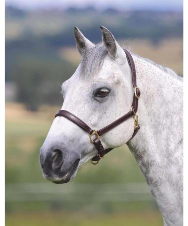 Shires Ragley Lined Leather Headcollar: Havana: Cob Havana Cob - Buy Online on GoSupps.com