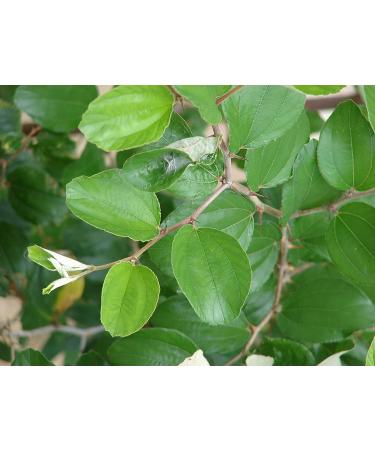 HJK Elantha Elai | Ziziphus Mauritiana Dry Leaf Powder 300g - Buy Online on GoSupps.com