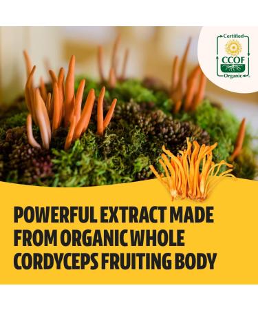 FreshCap Mushrooms Energy Bundle (Cordyceps Capsules and Ultimate Mushroom Complex Capsules) - Buy Online on GoSupps.com