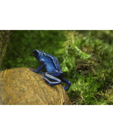 Premium Terrarium Substrate Moss for Reptiles | Natural Decoration Mats & Plates | Ideal for Terrariums - Buy Online on GoSupps.com