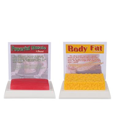 SimCoach Human Body Fat & Muscle Replica 1 Lb Keep Fit &Fitness Motivation & Reminder Human Muscle Fat Model for Nutritionist Athlete
