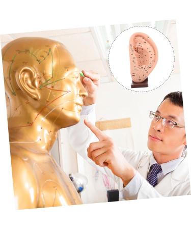 Solustre Ear Massage Model - Natural Size Human Ear Acupoint Tool with Base - Buy Online on GoSupps.com