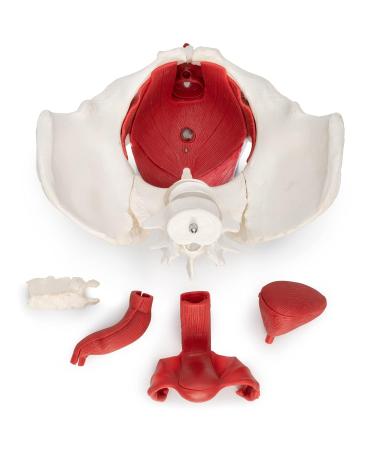 Buy Medical Anatomical Female Pelvis Model - 6-Part Life Size with Removable Organs - International Shipping Available - Buy Online on GoSupps.com