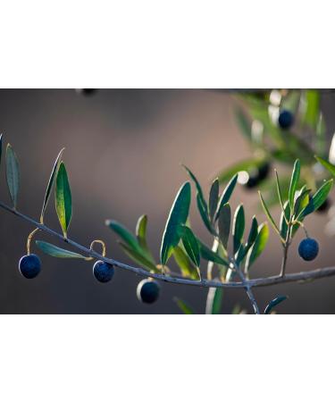 Olive Oil Lip Balm (3-pack) by ODE Olive Oil Beauty Organic EVOO California Made - Buy Online on GoSupps.com