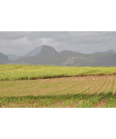 Mauritius Brown Sugar Bundle - Demerara, Dark Muscovado, Light Muscovado - 1lb Bags (3 Pack) - Buy Online on GoSupps.com