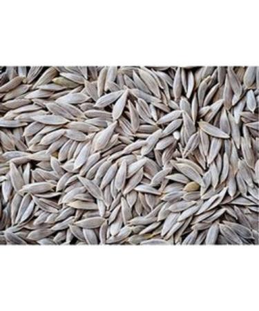 RAW HERBS/JADI BOOTI DRIED KAHU SEEDS KAHU BEEJ LETTUCE SEEDS LACTUCA SATIVA (50GM) - Buy Online on GoSupps.com