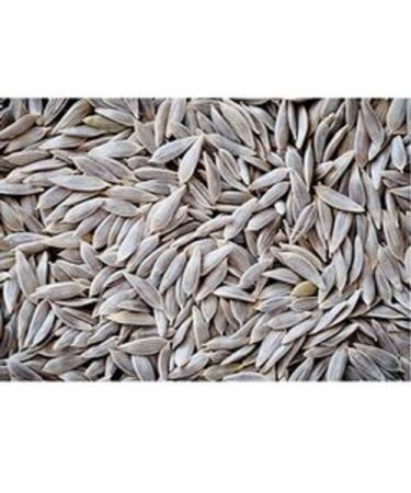 RAW HERBS/JADI BOOTI DRIED KAHU SEEDS KAHU BEEJ LETTUCE SEEDS LACTUCA SATIVA (50GM)