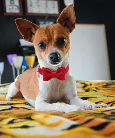 Dogwong Red Dog Collar with Removable Fly | Adjustable & Comfortable for Small/Medium Dogs | Perfect Gift for Young Dogs & Girls (Pack of 1) - Buy Online on GoSupps.com