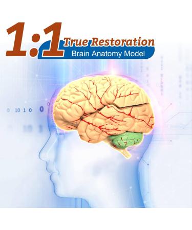 Dog Hip Joint Skeleton Medical Model Veterinarian Lessons Dog Skeleton Veterinary Veterinary Medicine Animal Model - Buy Online on GoSupps.com