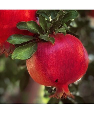 Naissance Maintain Face Oil | All-In-One Face Serum for Normal Skin with Sea Buckthorn Oil and Pomegranate Seeds 30ml - Buy Online on GoSupps.com