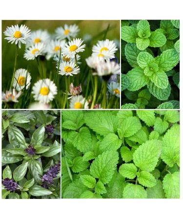 Save 30% - TIME for Tea - Herbal Tea Garden/Seed Kit by Caribou Seed Company - Four Types of Medicinal Herbs - Lemon Balm Chamomile Spearmint Cinnamon Basil - Fresh Canadian Seed