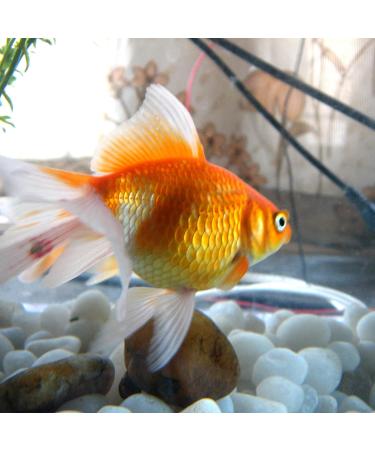 LONTOM Natural White Pebbles 2.2lb Decorative Stone Polished Gravel River Rocks for Plants Home DIY Decor Aquarium Gravel Vase Fillers Fairy Garden Crafting Animal Habitat Medium - Buy Online on GoSupps.com