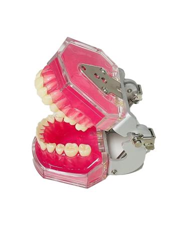 Dental Tooth Extraction Model Full Mouth Detachable 28pcs Tooth Simulation Facial Skin Model For Dentist Teaching Study (Teeth Model)