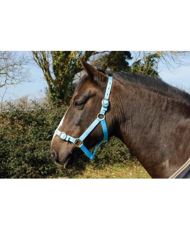 Rhinegold nylonhalterer pony baby blue