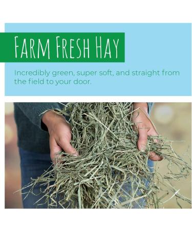 MK Home Textile Timothy Rabbit Hay - Fresh Feeding Hay for Rabbits & Guinea Pigs Green Dust-Free Long-Stem Sun-Dried Feeding Hay 100% Natural Food (1 KG) - Buy Online on GoSupps.com