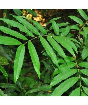 TOYHEART 300pcs Premium Fruit Seeds Easy Care Curry Seeds High Germination Green Indoor Plant Seeds Home Decor Curry Seeds - Buy Online on GoSupps.com